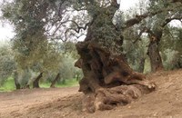 Al via il bando di ricerca MIPAAF per la riduzione della diffusione della Xylella fastidiosa sul territorio nazionale