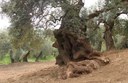 Al via il bando di ricerca MIPAAF per la riduzione della diffusione della Xylella fastidiosa sul territorio nazionale