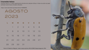 agosto.png