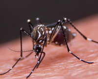 Progetto LIFE BIOREPEM