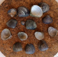 #teveremolluschifantastici…e dove trovarli