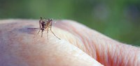 Arbovirosi e tutela della salute