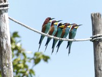 "Biodiversità a Roma”: in mostra gli animali che abitano nella Capitale. Dall'11 giugno al 25 settembre 2022 presso la Casina delle Civette di Villa Torlonia