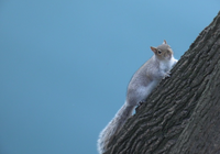 City Nature Challenge 2025 "Mammiferi fuori posto: invasioni biologiche e biodiversità urbana"