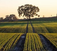 Ambiente, biodiversità, ecosistemi entrano nella Costituzione: il bilanciamento degli interessi tra ambiente e iniziativa d'impresa
