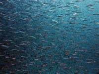 Europa: proposta della Commissione europea per ripristinare la natura