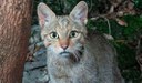 A Geo il Progetto gatto selvatico