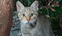 A Geo il Progetto gatto selvatico