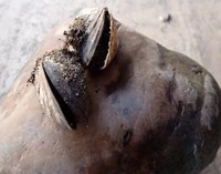 Specie aliena nel Tevere: la “Cozza zebrata”