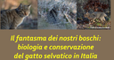 Il fantasma dei nostri boschi: biologia e conservazione del gatto selvatico in Italia