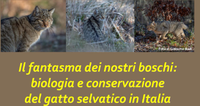 Il fantasma dei nostri boschi: biologia e conservazione del gatto selvatico in Italia