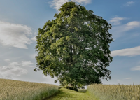 Italian Tree of the Year 2024