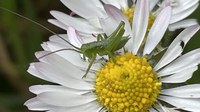 Osserva e segnala la flora e fauna intorno a te anche in vacanza!