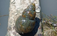 Prima segnalazione di Viviparus ater ater nel Fiume Tevere