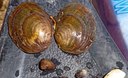 Progetto di Citizen Science sui molluschi d’acqua dolce nel Tevere
