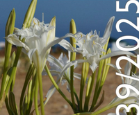 Pubblicazione RETICULA n. 39/2025