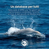 Un database condiviso per il Progetto LIFE Conceptu Maris