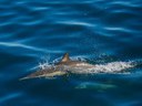Monitoraggio di balene, delfini e tartarughe del mediterraneo. Progetto Life Conceptu Maris