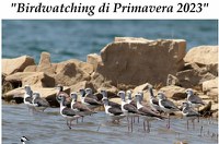 Ornitologia didattica 2023