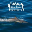 Partecipa anche tu al monitoraggio di cetacei e tartarughe
