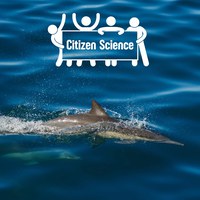 Partecipa anche tu al monitoraggio di cetacei e tartarughe