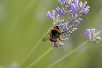 Progetto impollinatori nei parchi nazionali