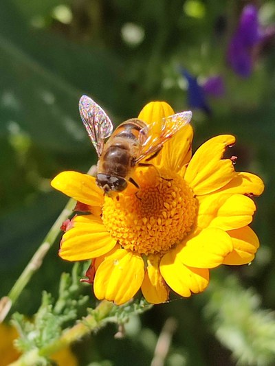Eristalo Tenace foto: Federico Biguzzi