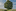 Italian Tree of the Year 2024