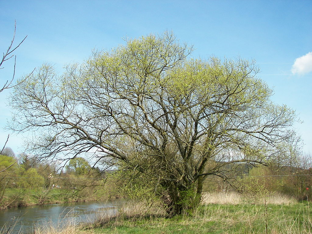 Di Willow - Opera propria, CC BY-SA 2.5, https://commons.wikimedia.org/w/index.php?curid=1913036