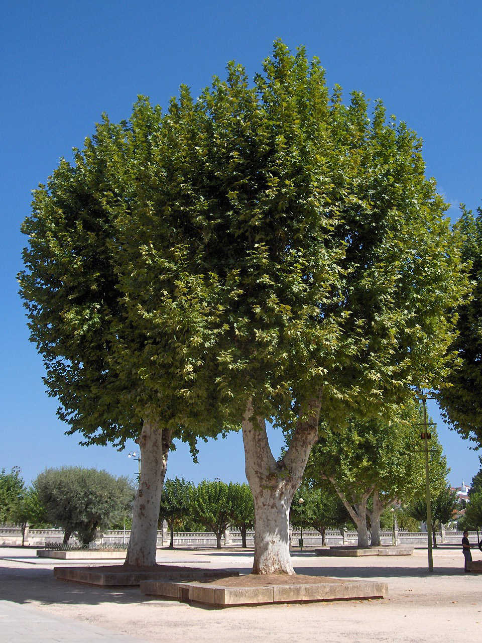 Di Georges Jansoone - Fotografia autoprodotta, CC BY 2.5, https://commons.wikimedia.org/w/index.php?curid=1288318